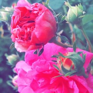 Meet your Posher, Mia